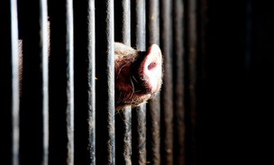 Обитатель нидерландской свинофермы мечтает о свободе