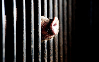 Обитатель нидерландской свинофермы мечтает о свободе