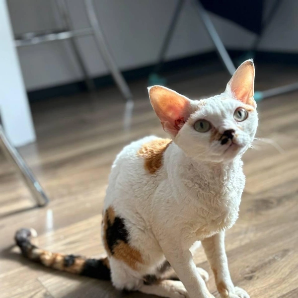 Оцените кудрявость! | Источник: читатель 63.RU