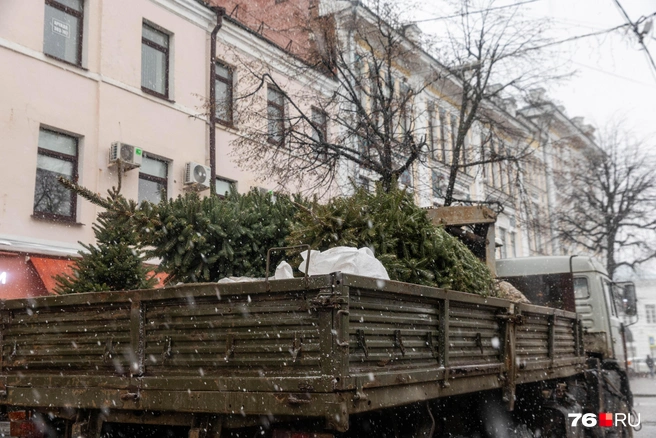 Для украшения улицы понадобилось 10 деревьев | Источник: Артем Бауман / 76.RU