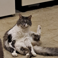 Аватарка elenakoskinen08