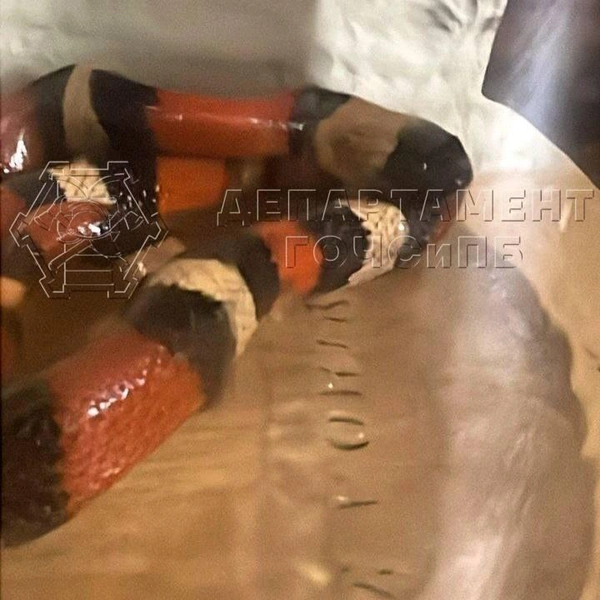 Источник: Департамент ГОЧСиПБ / Вконтакте