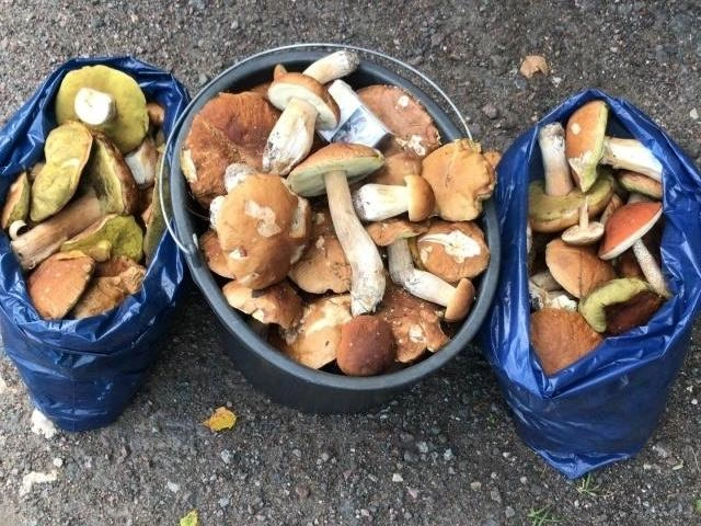 Источник: Рома Асадов / Грибы в Подмосковье 2025 / VK.com