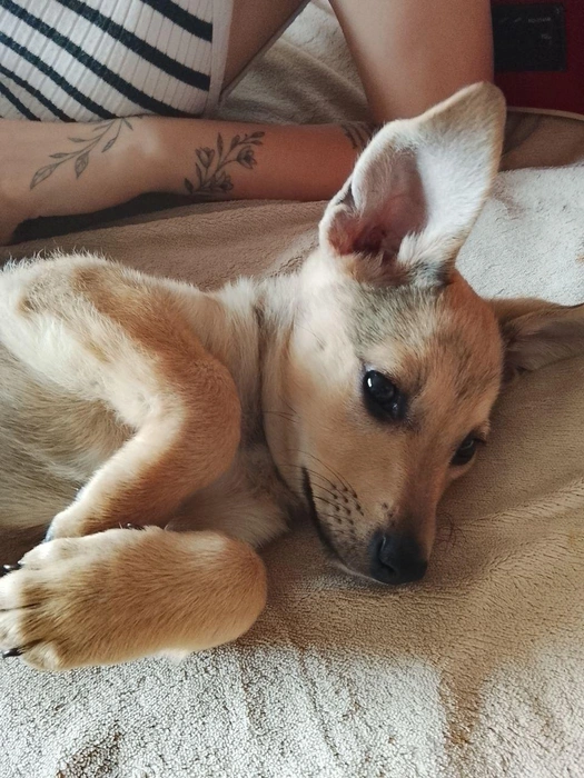 Такие большие уши нужны герою нашей утренней рубрики, чтобы слушать комплименты от читателей! | Источник: читатель 63.RU