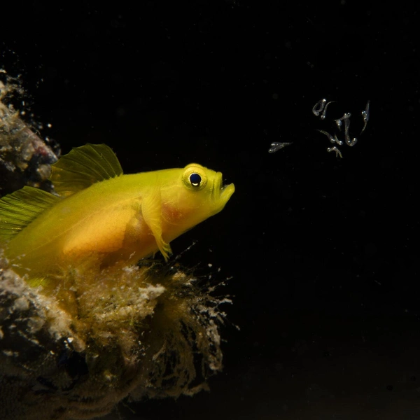 Финалист в номинации «Дикая природа» | Источник: Takumi Oyama / Ocean Photographer of the Year 2025