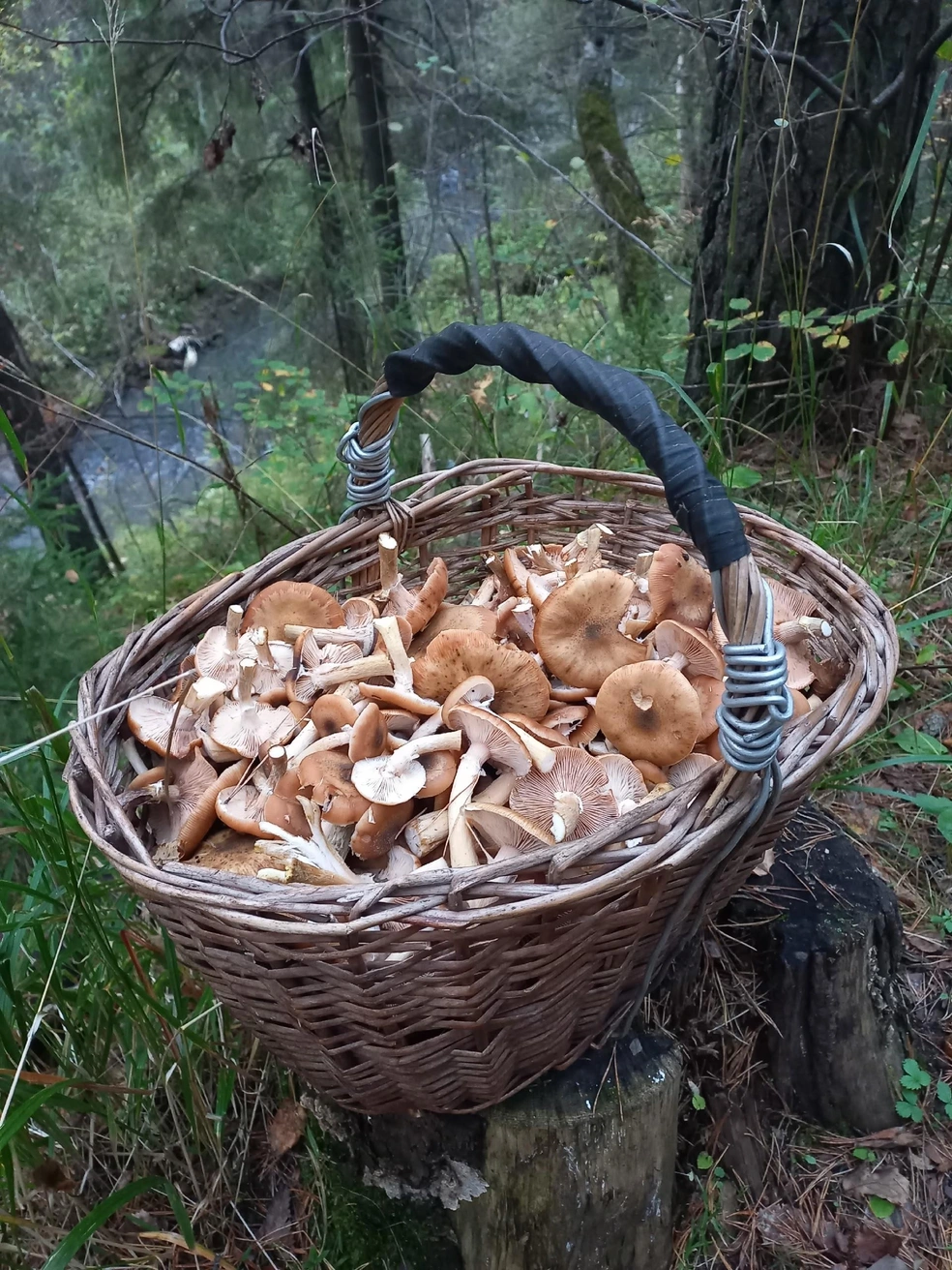 Завершим в Златоусте. Не забывайте делиться в комментариях, получилось ли у вас найти хорошие грибы в этом году | Источник: Сергей Копасов / Грибы Челябинской области