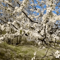 Аватарка Valentina