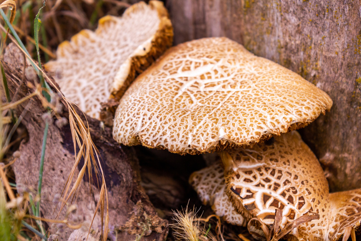 Тихие убийцы: 5 самых ядовитых грибов в мире — посмотрите, как они выглядят