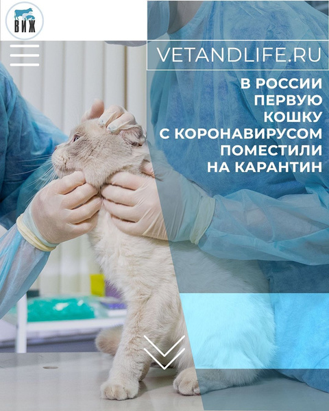 В России выявлен первый случай заражения коронавирусом у кошки