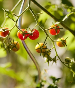 Когда сажать помидоры на рассаду весной 2026