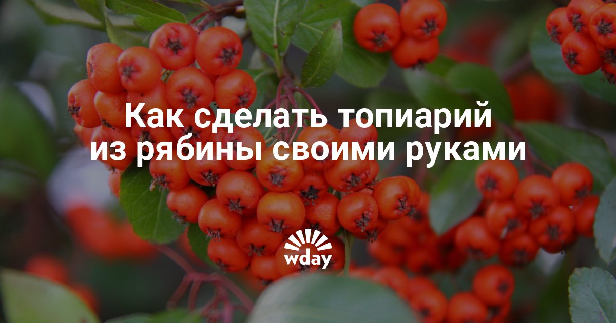 Топиарий из рябины, шишек и листьев своими руками — www