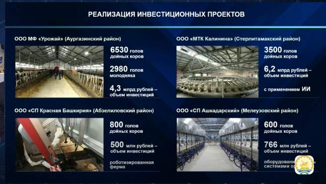 Такие достижения показывают племенные хозяйства | Источник: скрин rutube.ru 