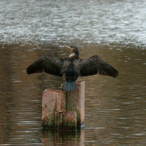 Источник: Павел Глазков / «Каждой твари по паре»