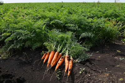 Не все продукты свои: Кузбасс зависит от привозных овощей