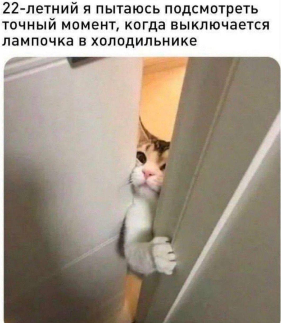 И еще коты и юмор :-) Здравствуйте, уважаемые, Приятного, времени, суток