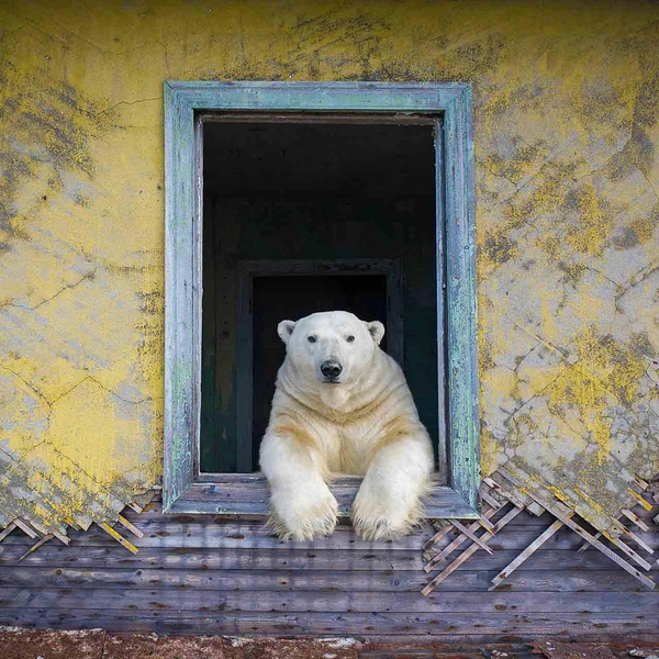 «Заходи, обедом будешь» | Источник: Dmitry Kokh / Nature Photographer of the Year 2022