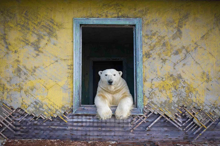 15 самых смешных фото за всю историю конкурса Nature Photographer of the Year | Источник: Nature Photographer of the Year