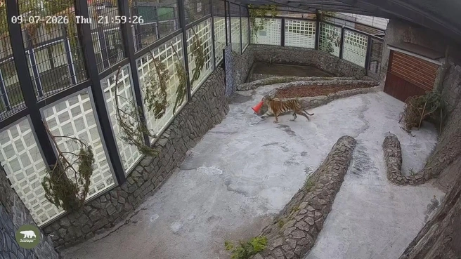 Тигрица Агафья играет в своем новом вольере в Петербурге. Но пока это можно увидеть лишь на видео | Источник: Ленинградский зоопарк