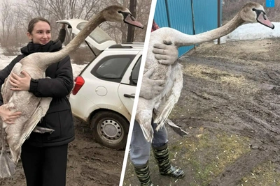 Лебедю Жорику вправили вывих локтя под Саратовом