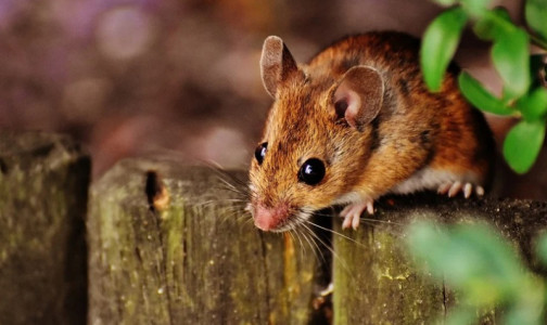 Начинается как простуда: дачников предупредили об опасной «мышиной» болезни