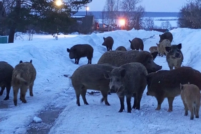 Свиней изъяли у хозяина в селе Тольский Майдан после жалоб
