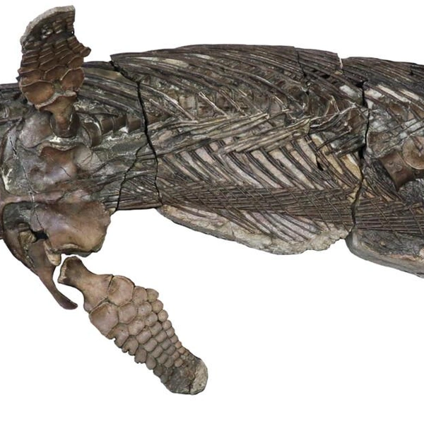 Источник: Papers in Paleontology