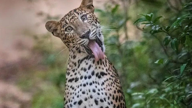 12 самых смешных фото животных за всю историю конкурса Nature Photography Contest