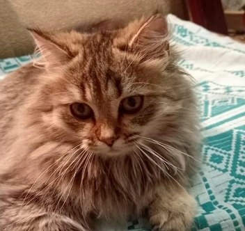 Пушили еще ищет дом | Источник: Предоставила Светлана