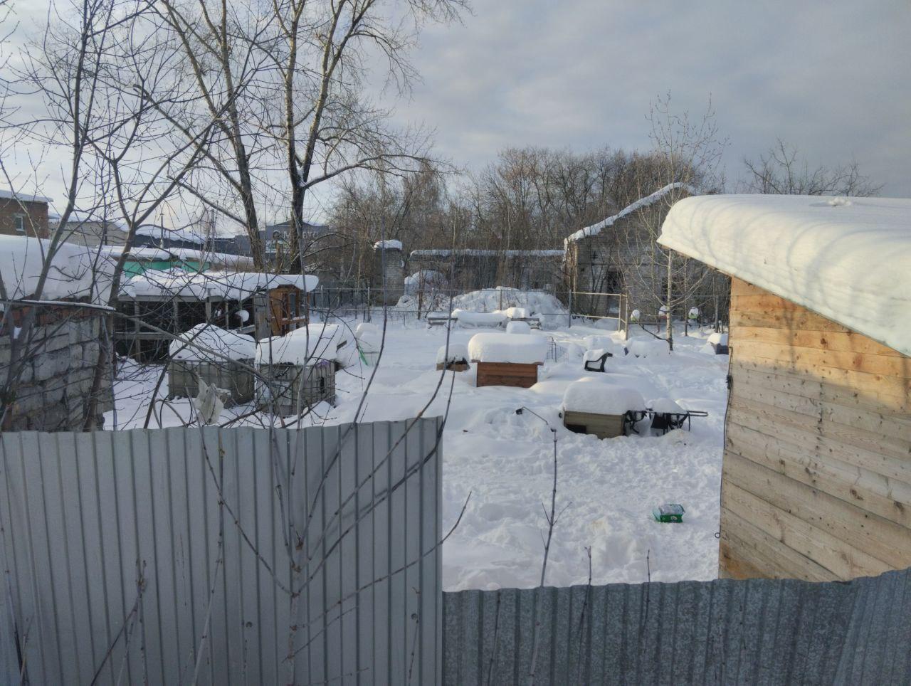 Новый виток в ситуации с Антидогхантером, где нашли мертвых и истощенных собак: полиция возбудила уголовное дело