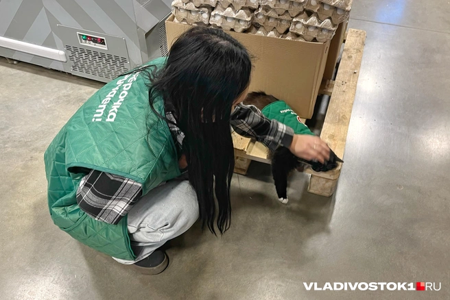 Сотрудники души не чают в удивительной кошечке | Источник: Елена Буйвол / VLADIVOSTOK1.RU