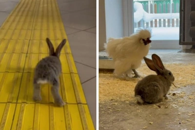 Perm Zoo bunny 'escapes', joins Silkie chickens, stalks goat
