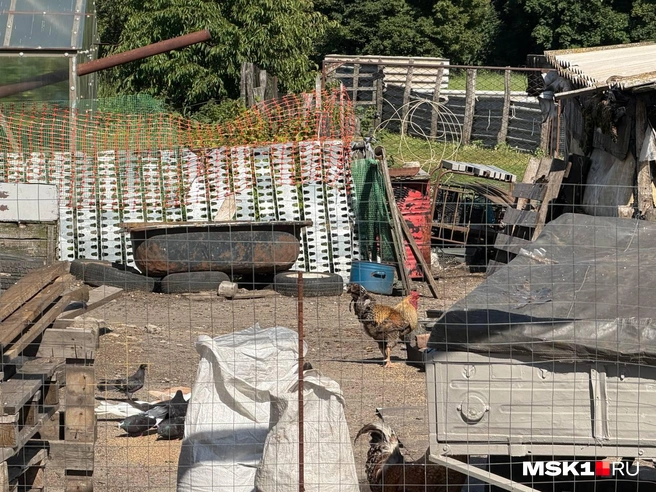 В селе можно увидеть гуляющих кур и коров | Источник: Вера Борисова / MSK1.RU