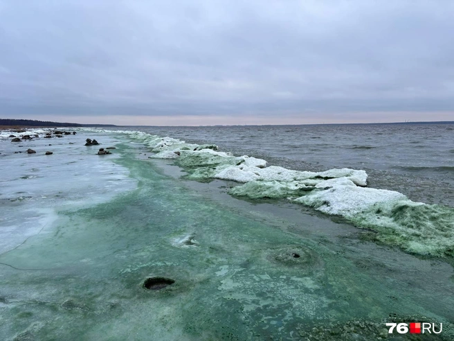 В ноябре 2025-го сугробы на берегу покрылись водорослями | Источник: читатель 76.RU