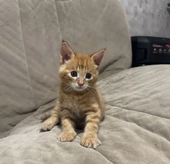 Источник: «Авито»