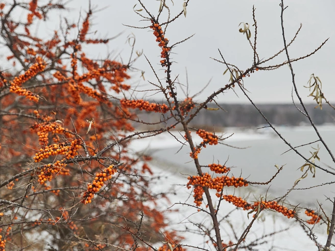 В регионе ожидается понижение температуры в ближайшие дни | Источник: Александр Ощепков, NGS.RU