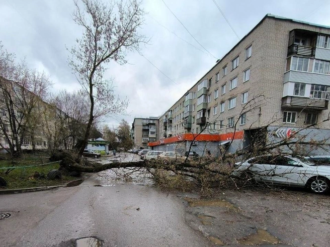 Дерево обрушилось прямо на проезжую часть | Источник: Читатель YA62.RU
