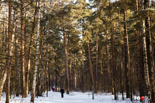 В целом это отличное место для прогулок | Источник: Кирилл Поверинов / 76.RU