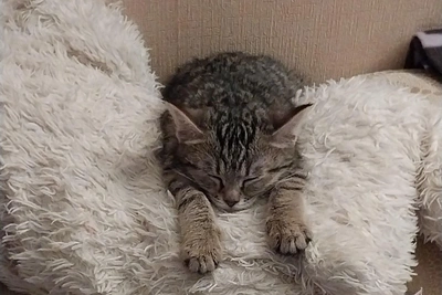 Спасенный с теплотрассы котенок Аввакум обрел дом