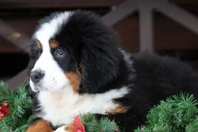 Самые дорогие щенки в Барнауле: обзор цен