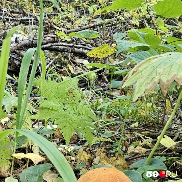 Сложно не заметить! | Источник: Пасека «Медовый уголок», читатель 59.RU