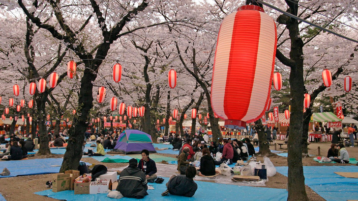 О-ханами: все, что ты хотела знать о том, почему в Японии так любят цветы сакуры 🌸