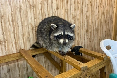 Barnaul woman rescues unwanted raccoons from across Russia