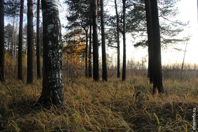 В Вологодской области установлен особый противопожарный режим