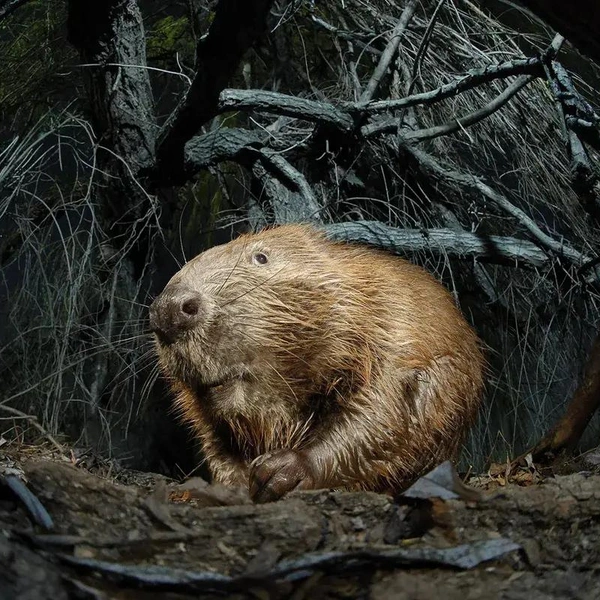 Источник: Bálint Vincze / Close-up Photographer of the Year 2025