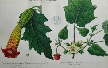 Рисунки И.&nbsp;Т.&nbsp;Радожицкого | Источник: И.&nbsp;Т.&nbsp;Радожицкий