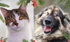 Рождественский Котопёс: возьми из приюта нежную собаку Малышку или ласкового кота Фокуса