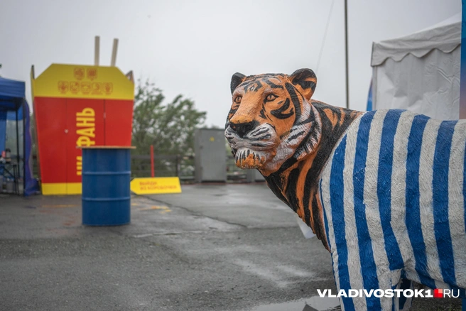 Источник: Елена Буйвол / VLADIVOSTOK1.RU