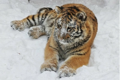 Тигрица Ракша резвится в снегу в барнаульском зоопарке