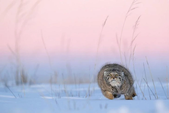 Коту трудно укрываться в степи | Источник: Beate Oswald / GDT Nature Photographer of the Year 2025