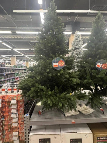 Самая дорогая ель в магазине | Источник: Дарья Гранкина / 26.RU